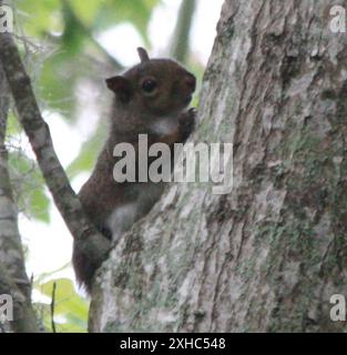 Écureuil gris de l'est (Sciurus carolinensis) Crown point, Louisiane, États-Unis Banque D'Images