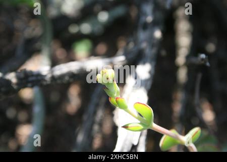 (Globulea) 108, Roux Rd : croissance succulente dans le sucré naturel Karoo S du début du sentier de schiste dans le jardin botanique national Karoo-Desert, Worcester. Banque D'Images