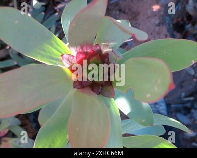 Épicé Conebush (Leucadendron tinctum) Waboomsberg dans le Swartberg : sur le côté nord juste au sud de la Gamkaskloof Rd. Banque D'Images