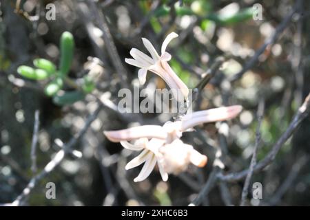 Aloès et alliés (Asphodeloideae) Karoo-Desert NBG Norton plot 1 : succulent naturel Karoo S du début du sentier de schiste dans le jardin botanique national de Karoo-Desert, Worcester. S face à une pente douce. Sur Malmesbury conglomérat ou schiste. Banque D'Images