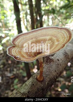 Micropore jaune à tige (Microporus xanthopus) Vondrozo Banque D'Images