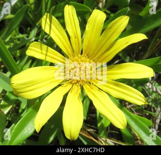 Greenleaf Trailing Gazania (Gazania rigens uniflora) Coney Glen Banque D'Images