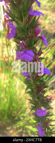 Prickly Purplegorse (Muraltia heisteria) Klein Drakenstein MTS au-dessus de Olive Glen Banque D'Images