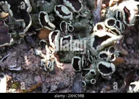 Lichens de bouclier rocheux (Xanthoparmelia) Karoo-Desert NBG : naturel succulent Karoo S du début du sentier de schiste dans le jardin botanique national de Karoo-Desert, Worcester. S face à une pente douce. Sur Malmesbury conglomérat ou schiste. Banque D'Images