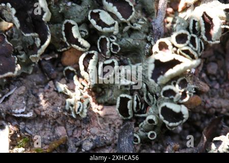 Lichens de bouclier rocheux (Xanthoparmelia) Karoo-Desert NBG : naturel succulent Karoo S du début du sentier de schiste dans le jardin botanique national de Karoo-Desert, Worcester. S face à une pente douce. Sur Malmesbury conglomérat ou schiste. Banque D'Images