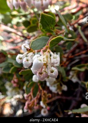 Bearberries et manzanitas (Arctostaphylos) APPAREIL PHOTO NUMÉRIQUE OLYMPUS, Royal gorge, CA Banque D'Images