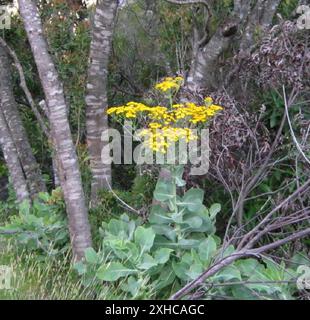 Poorflower Babooncabbage (Othonna parviflora) Steenbokberg au large des bains Kloof Banque D'Images