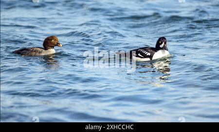 Paire de Barrow's goldeneye (Bucephala islandica, mâle à gauche) de Myvatn, au nord de l'Islande en mai. Banque D'Images