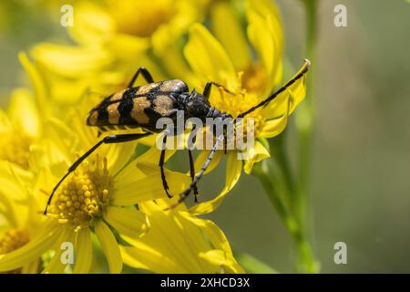 Leptura annularis (Leptura annularis) sur ragwort (Jacobaea vulgaris), Emsland, basse-Saxe, Allemagne Banque D'Images