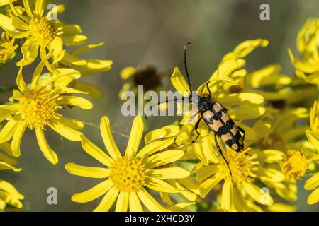 Leptura annularis (Leptura annularis) sur ragwort (Jacobaea vulgaris), Emsland, basse-Saxe, Allemagne Banque D'Images