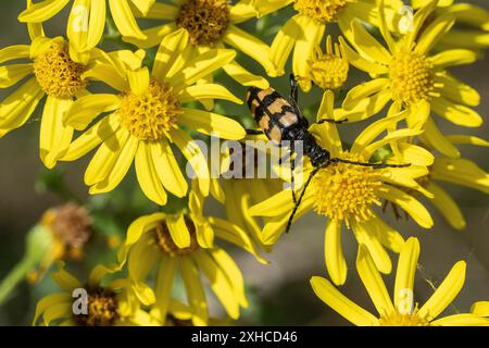 Leptura annularis (Leptura annularis) sur ragwort (Jacobaea vulgaris), Emsland, basse-Saxe, Allemagne Banque D'Images