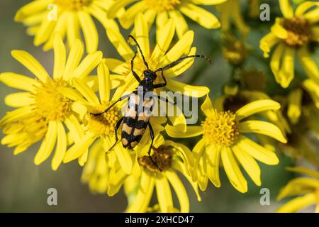 Leptura annularis (Leptura annularis) sur ragwort (Jacobaea vulgaris), Emsland, basse-Saxe, Allemagne Banque D'Images