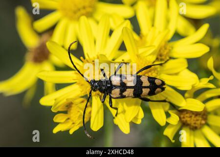 Leptura annularis (Leptura annularis) sur ragwort (Jacobaea vulgaris), Emsland, basse-Saxe, Allemagne Banque D'Images