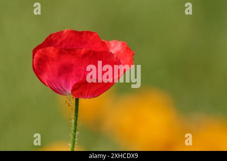 Coquelicots dans la prairie Banque D'Images