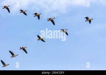 Oies de Greylag (Anser anser) en vol au-dessus de l'île de Frise orientale Juist, Allemagne Banque D'Images