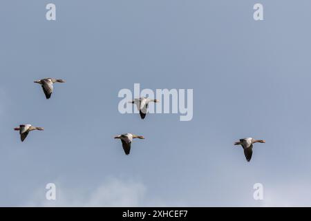 Oies de Greylag (Anser anser) en vol au-dessus de l'île de Frise orientale Juist, Allemagne Banque D'Images