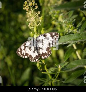 Papillon occidental marbré blanc sur une plante Banque D'Images