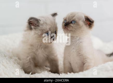 Deux chatons de couleur point aux yeux bleus sont assis sur une couverture moelleuse blanche Banque D'Images