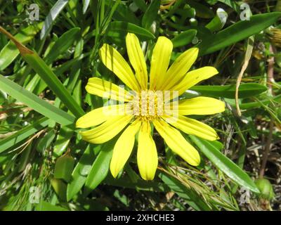 Greenleaf Trailing Gazania (Gazania rigens uniflora) Coney Glen Banque D'Images