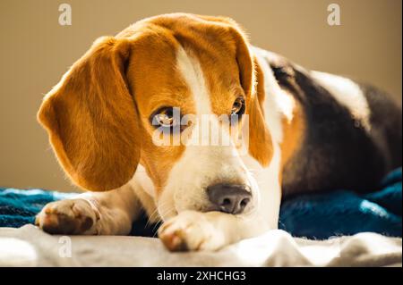 Chien Beagle mordant sa peau de démangeaison sur les jambes. Concept de réaction allergique aux problèmes cutanés ou de réaction au stress Banque D'Images