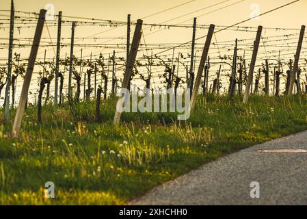 Coucher de soleil sur le paysage viticole de Styrie du Sud à Steiermark, Autriche. Magnifique destination tranquille à visiter pour le célèbre vin blanc. Par Banque D'Images