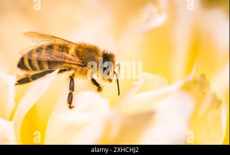 Abeille sur fleur de pivoine blanc brillant, gros plan de l'abeille au travail en polissant la fleur. Concept d'écosystème de la nature Banque D'Images