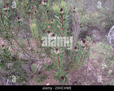 Lanceleaf Sugarbush (Protea lanceolata) réserve de Diosma aristata près de Pinnacle point Banque D'Images