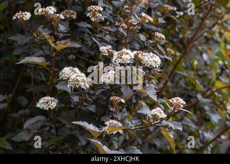 Le Bush du diable en fleurs (Physocarpus opulifolius) dans le jardin Banque D'Images