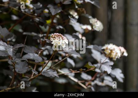 Le Bush du diable en fleurs (Physocarpus opulifolius) dans le jardin Banque D'Images