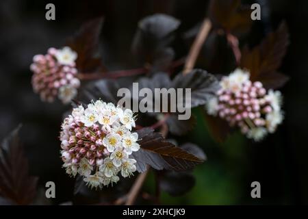 Le Bush du diable en fleurs (Physocarpus opulifolius) dans le jardin Banque D'Images