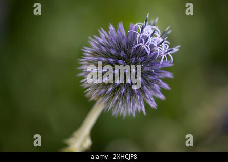 Blue globe thistle (Echinops) dans le jardin Banque D'Images