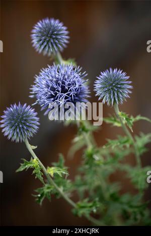 Blue globe thistle (Echinops) dans le jardin Banque D'Images