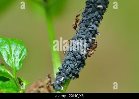 Pucerons sur une plante dans le jardin avec des fourmis. Pucerons et fourmis sur une feuille Banque D'Images