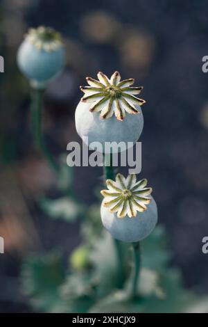 Capsules de pavot séchées dans le jardin, faible profondeur de champ Banque D'Images