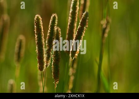 Alopecurus pratensis, connu sous le nom de queue de prairie. Wiesen-Fuchsschwanz (Alopecurus pratensis) Banque D'Images