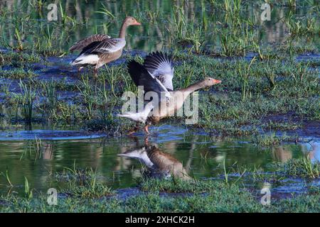 Les oies de Greylag au printemps en saxe. Les oies du drapeau gris en été en haute-Lusace Banque D'Images