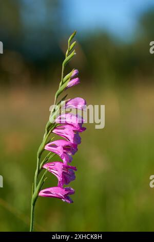 Gladiolus imbricatus sauvage dans un pré en Saxon. Gladiolus imbricatus sauvage en Saxe Banque D'Images