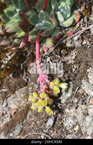 Laitue bluff (Dudleya farinosa) montagne san bruno Banque D'Images