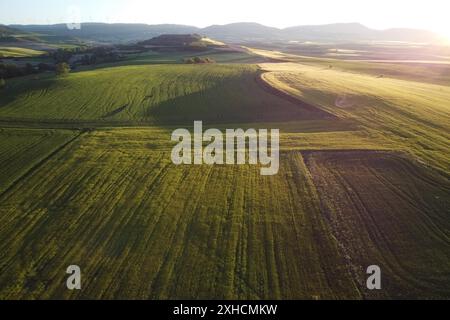 Vue aérienne d'un paysage rural étonnant d'été, avec un champ jaune sans fin au coucher du soleil Banque D'Images