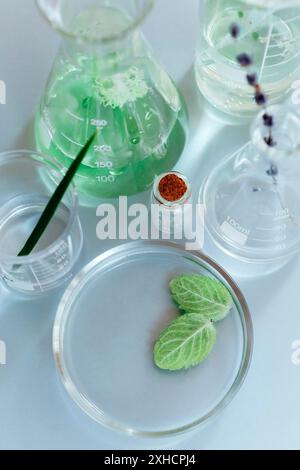 Flacons et flacons en verre assortis disposés avec des plantes vertes sur une table dans un laboratoire moderne Banque D'Images