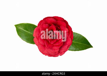 Fleur de camélia rouge isolé sur fond blanc. Rose d'hiver Banque D'Images