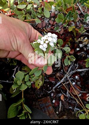 Bearberries et manzanitas (Arctostaphylos) APPAREIL PHOTO NUMÉRIQUE OLYMPUS, Royal gorge, CA Banque D'Images