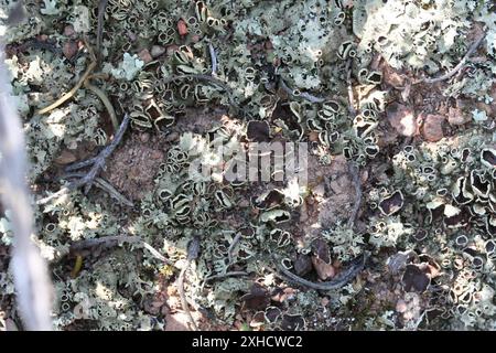 Lichens de bouclier rocheux (Xanthoparmelia) Karoo-Desert NBG : naturel succulent Karoo S du début du sentier de schiste dans le jardin botanique national de Karoo-Desert, Worcester. S face à une pente douce. Sur Malmesbury conglomérat ou schiste. Banque D'Images