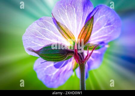 Bec de crane de prairie (Geranium pratense) également connu sous le nom de bec de crane bleu, photographié sur une prairie fleurie au soleil Banque D'Images