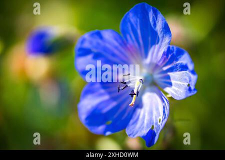 Bec de crane de prairie (Geranium pratense) également connu sous le nom de bec de crane bleu, photographié sur une prairie fleurie au soleil Banque D'Images