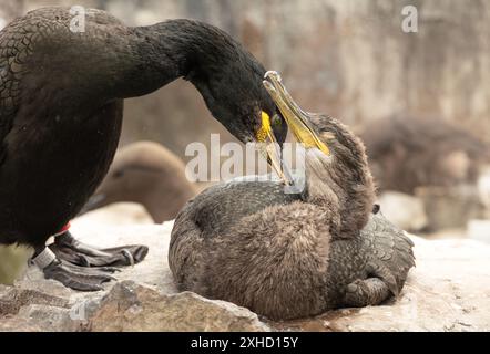 Shag, nom scientifique Gulosus aristotelis, Une mère Shag prépare tendrement son grand poussin sur un éperon rocheux, Inner Farne Island, Northumberland, Royaume-Uni. Banque D'Images