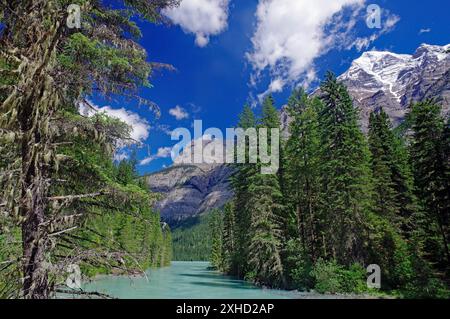 Paysage de montagne pittoresque avec rivière vert émeraude, entouré de grands arbres denses et ciel bleu clair, parc provincial Mount Robson, Rocky Banque D'Images
