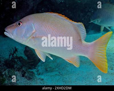 Un vivaneau (Lutjanus jocu) nage près d'un récif corallien dans la mer. Site de plongée John Pennekamp Coral Reef State Park, Key Largo, Florida Keys, Floride Banque D'Images