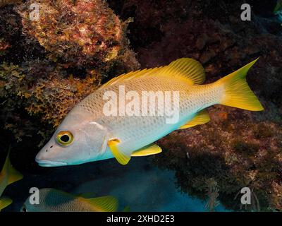 Poisson jaune, vivaneau maître d'école (Lutjanus apodus), nageant près des rochers dans le monde sous-marin. Site de plongée John Pennekamp Coral Reef State Park, Key Banque D'Images