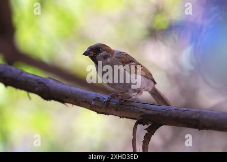 maison moineau dans une belle lumière dans le jardin, oiseau juvénile Banque D'Images